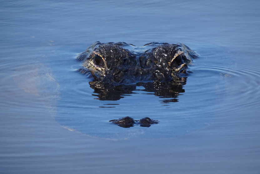 Alligator peaking out of water